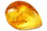 Detailed Fossil Spider (Aranea) In Baltic Amber #87061-3